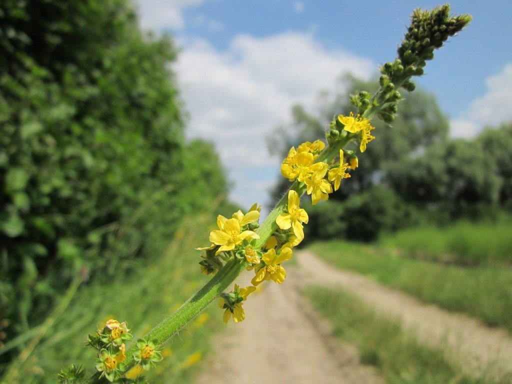 agrimonia eupatoria, common agrimony, church steeples