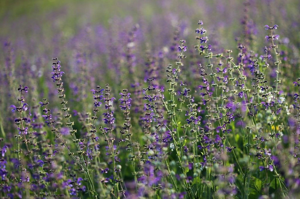 meadow sage, salvia pratensis, flower