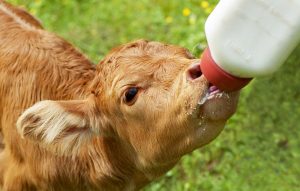 calf, bottle fed, nursing calf