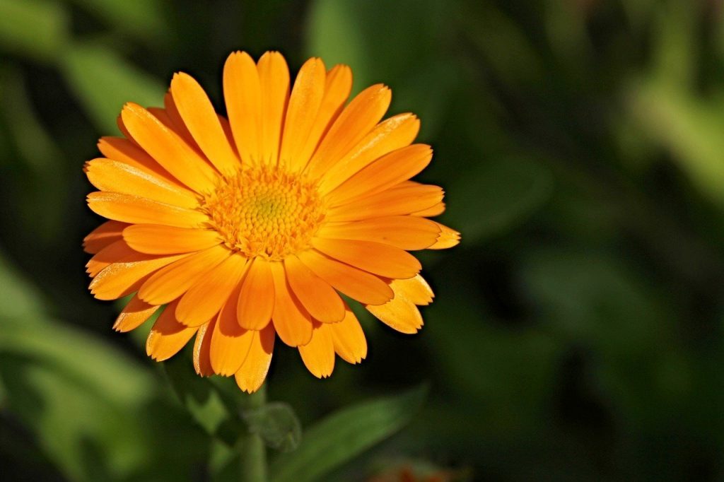 marigold, calendula officinalis, gardening